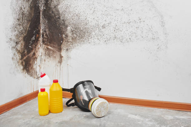 Best Black Mold Remediation in Gassville, AR