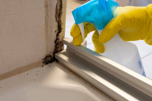 Best Industrial Mold Remediation in Gassville, AR