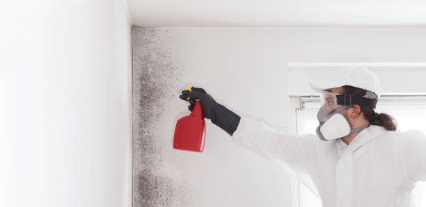 Best Black Mold Remediation in Gassville, AR