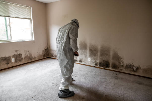 Professional Mold Remediation in Gassville, AR