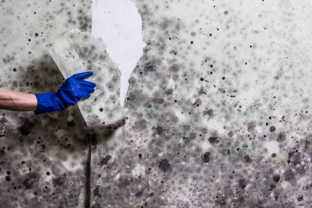 Best Insurance-Related Mold Remediation in Gassville, AR